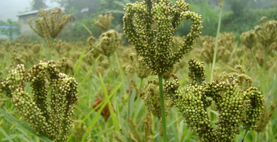 आज पहिलोपटक राष्ट्रिय कोदो दिवस मनाइने