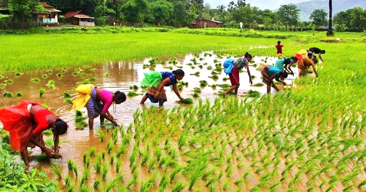 मधेशमा अझै १६ प्रतिशत रोपाइ बाँकी, देशभर कति भयो?