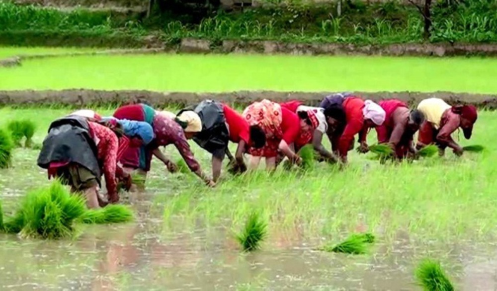 देशभर ९५ प्रतिशत धान रोपाइँ सकियो, मधेशमा सबैभन्दा कम