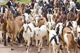दशैंका लागि खसी, बोका र च्याङ्ग्राको अनलाइन बुकिङ खुला