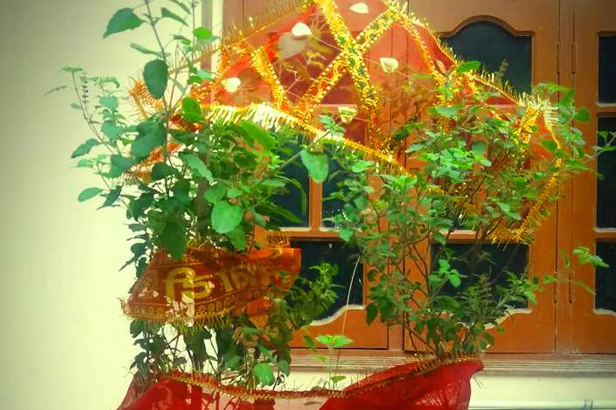 आज हरि बोधिनी एकादशी : घरमा रोपिएको तुलसीलाई दामोदरसँग विवाह गराउने परम्परा