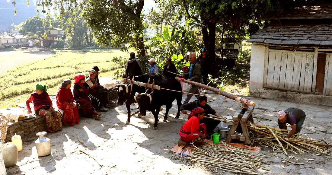 निरन्तर चल्दै छ कोलमा उखु पेल्ने चलन