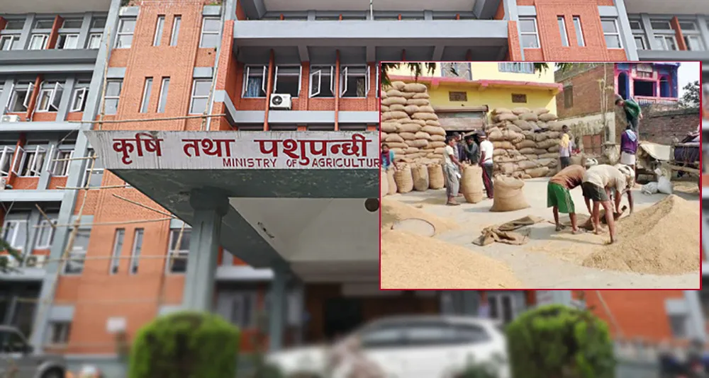 धानको उत्पादन घट्यो