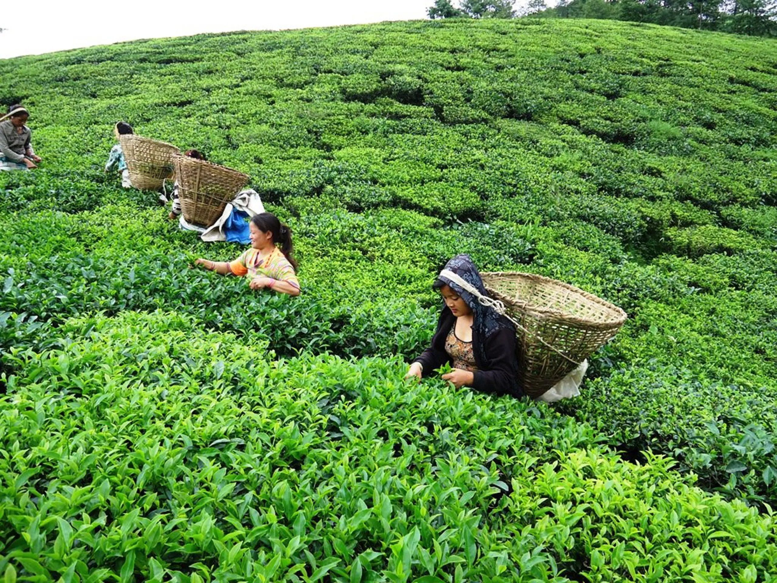 भारतीय अवरोधले मुख्य सिजनमै चिया उद्योग बन्द गर्ने घोषणा, ३ हजार किसान संकटमा